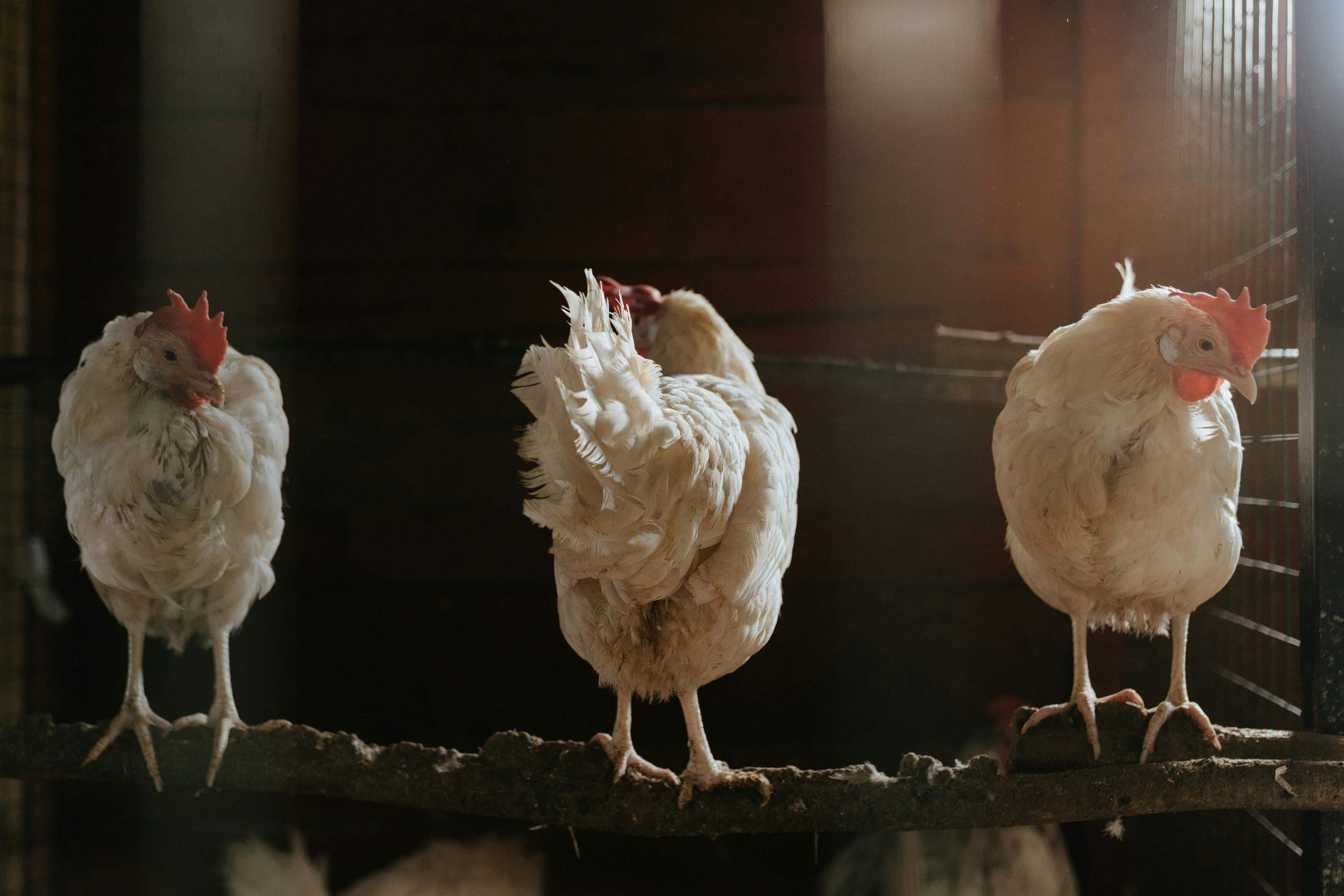 Gallinas Vivas