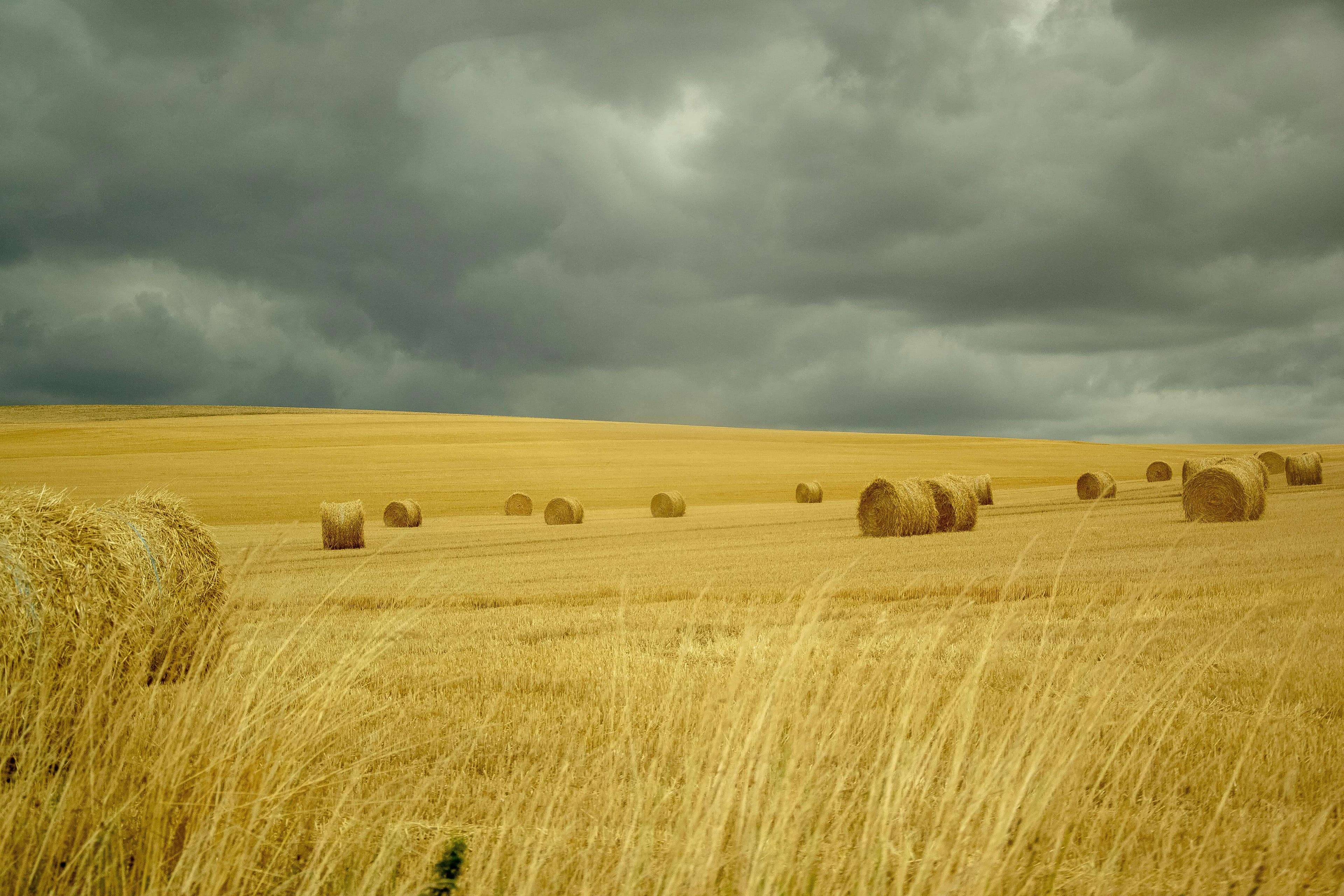 Aves para Corral