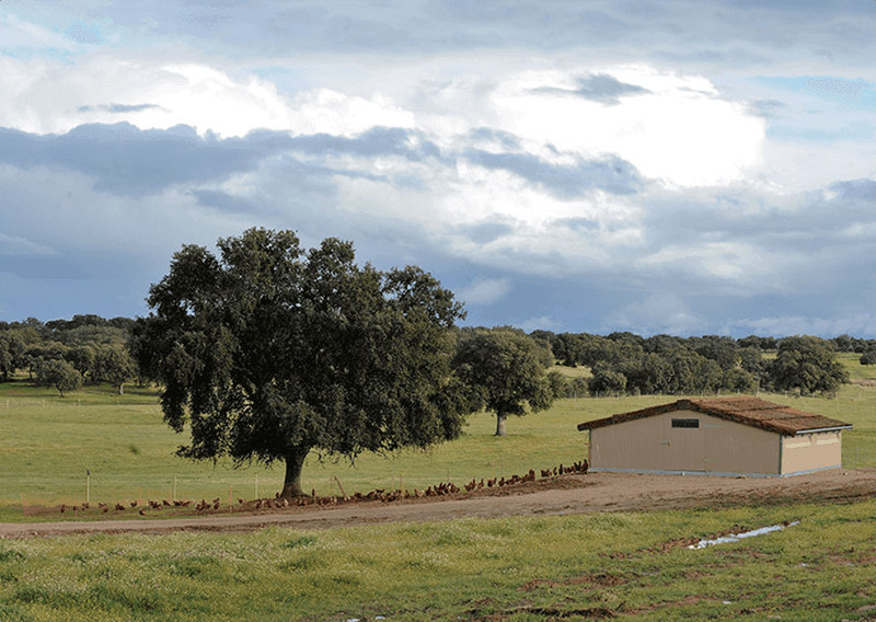 Recría de Gallinas